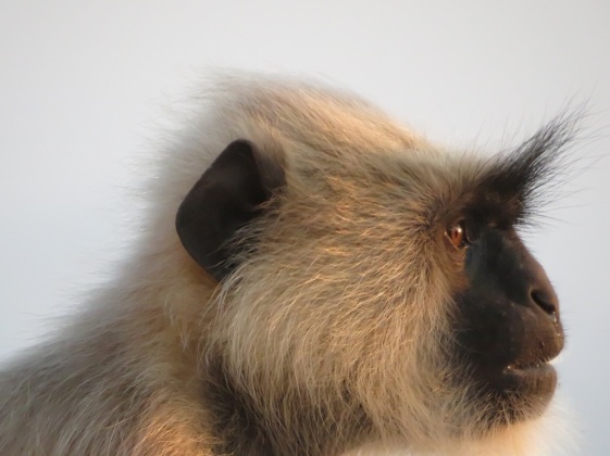 Monkey in Udaipur, India