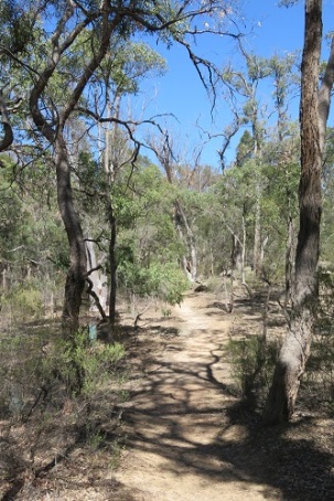 A dusty path through the Australian bush - near Mudgee