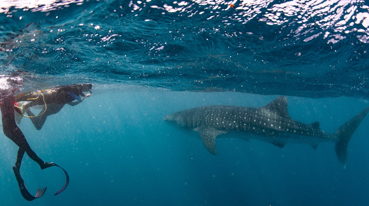 Swimming with whale sharks on Ningaloo Reef