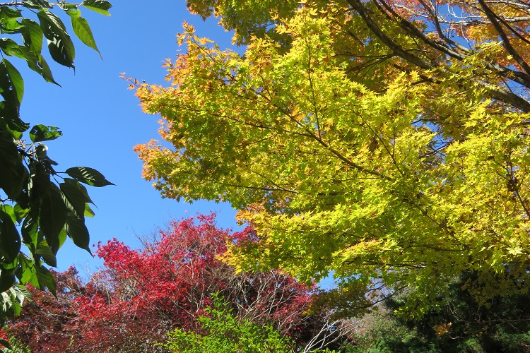Autumn colours at Mt Tomah Botanic Gardens in the Blue Mountains