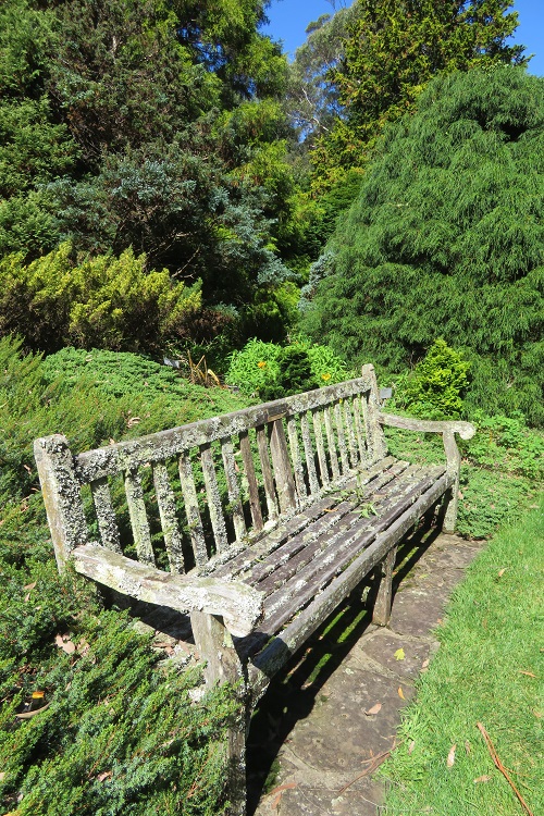 Conifers and a mossy bench at Mt Tomah Botanic Gardens in the Blue Mountains