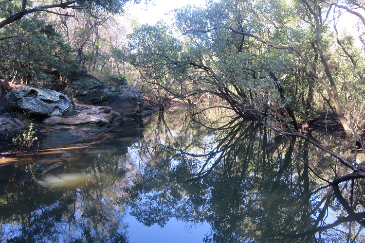 Mangroves on the Great North Walk near Hunters Hill