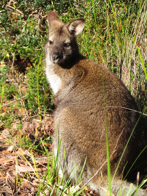 A wallaby on the Three Capes Track, Tasmania