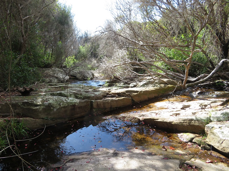 A small creek, Beowa National Park, Eden NSW