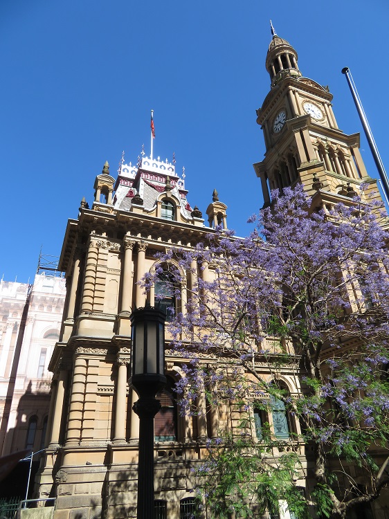 Sydney Town Hall with purple jacaranda