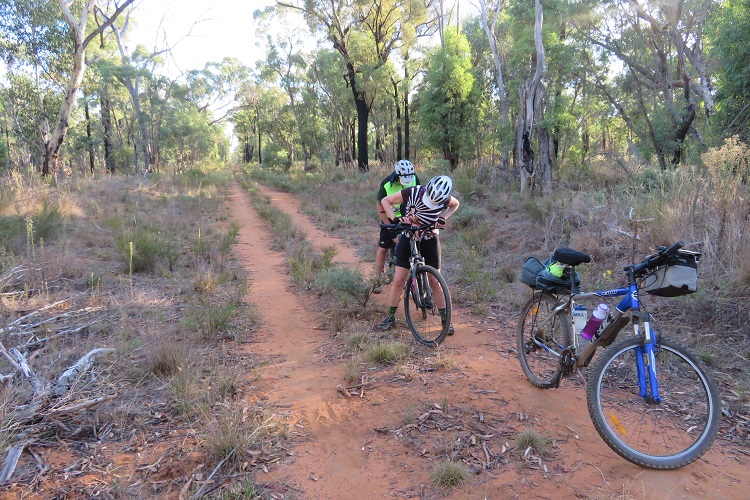 Into the Goonoo State Forest