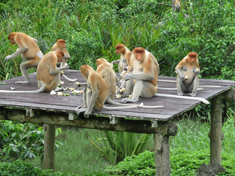 Labuk Bay Proboscis Monkey Sanctuary, Sabah