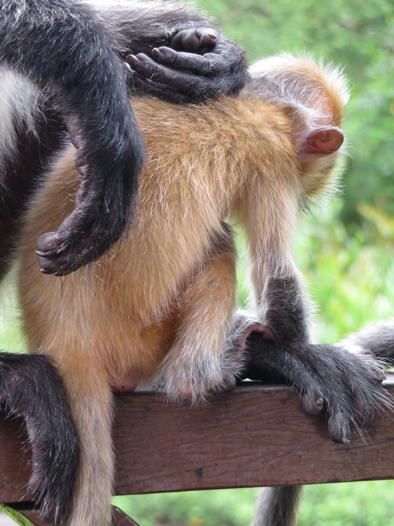 Labuk Bay Proboscis Monkey Sanctuary, Sabah
